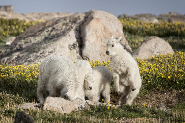 Four mountain goat kids only weeks old at play on the alpine tundra mountainside of Mount Evans, Colorado