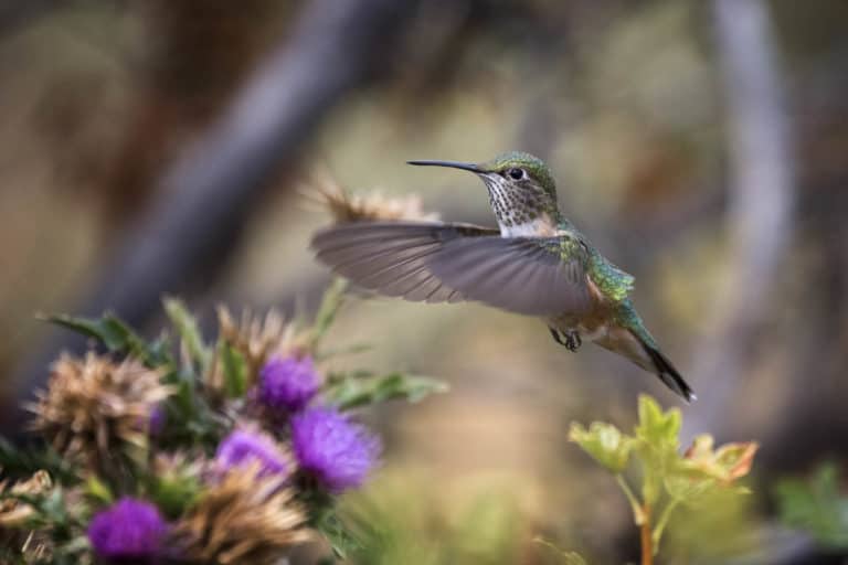 Female ruby throated hummingbird with still wings hovering over thistle flowers in the garden