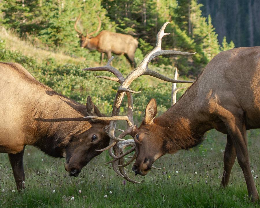 behavior of elk sparring and practicing dominance engagements