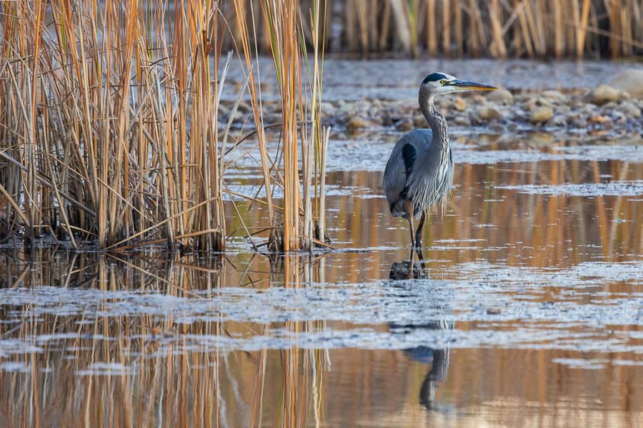 A juvenile great blue heron wading among wetlands reeds