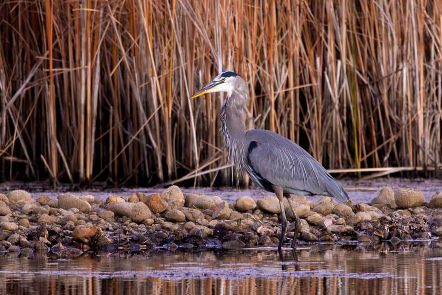 A great blue heron pausing while swallowing with a massive carp in its neck.