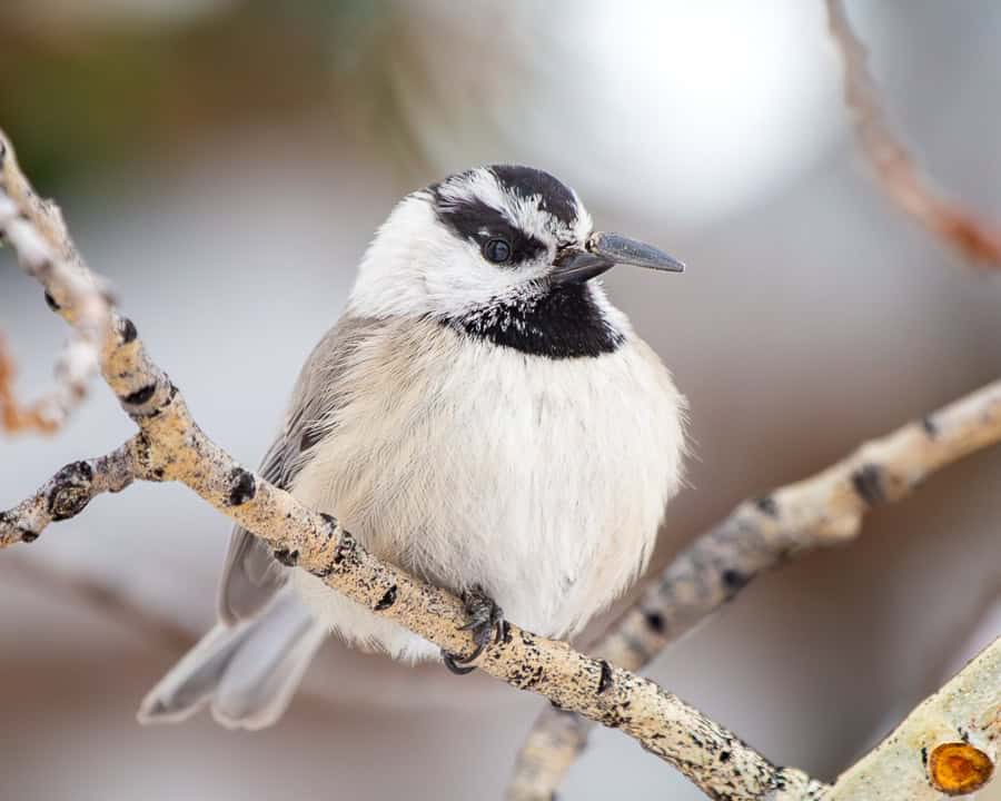 A mountain chickadee delicately balancing a sunflower seed on the end of its bill.