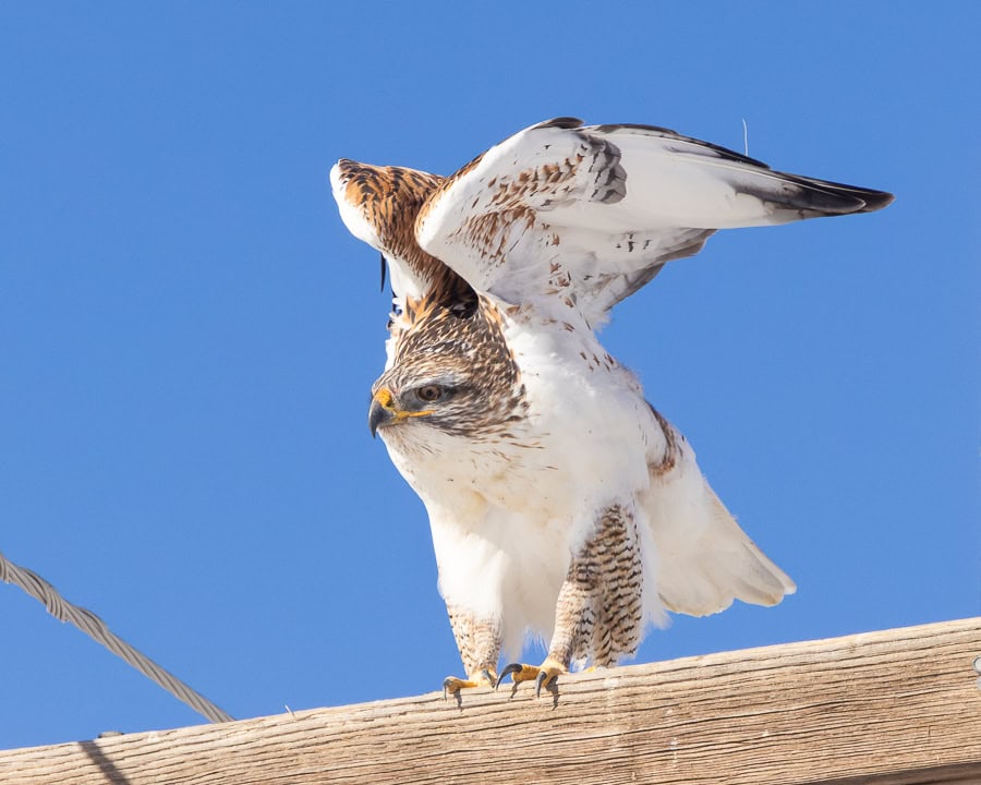 A ferruginous hawk preparing to fly from a telephone pole in eastern Colorado