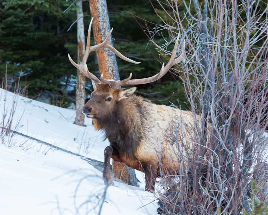 A large bull elk trudging through the show in the mountains of Colorado.