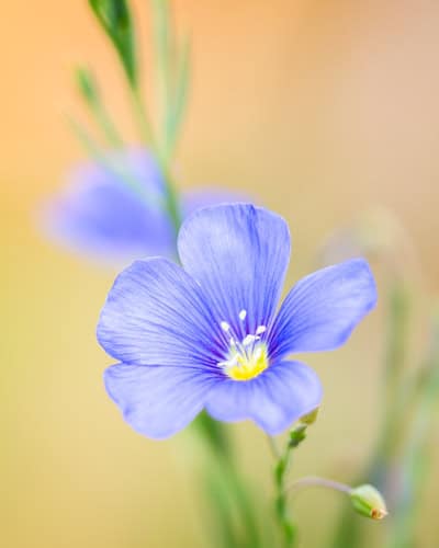 A macro photograph of a flax wildflower