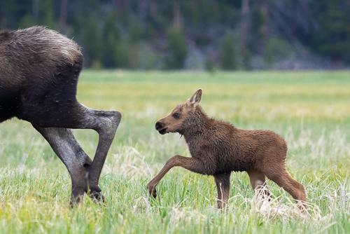 Baby moose walking behind mother with high steps