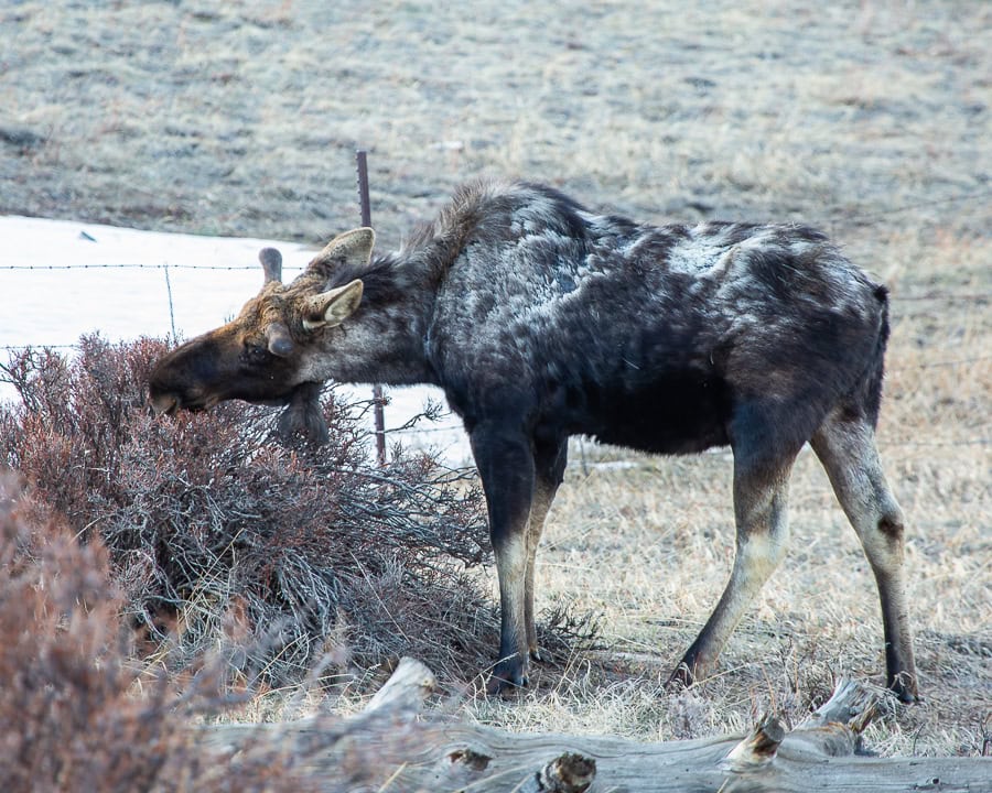 Bull moose with white patchy coat a symptom of winter ticks
