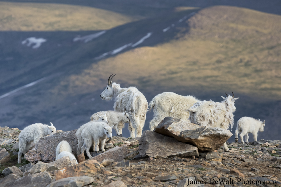 Herd of mountain goats Rocky Mountains Colorado
