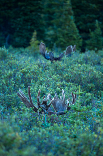 Moose antlers in velvet poking out of willow meadow