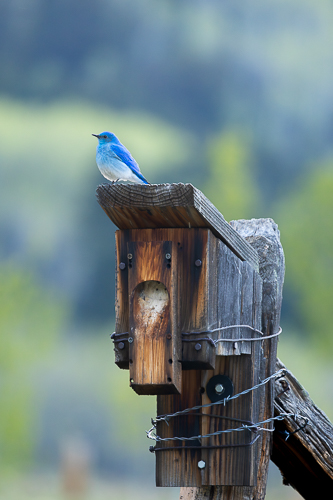 Mountain Bluebird sitting atop a bird box
