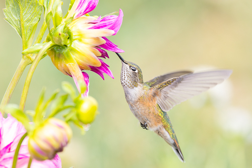 Broad tailed hummingbird taking nectar from large flower
