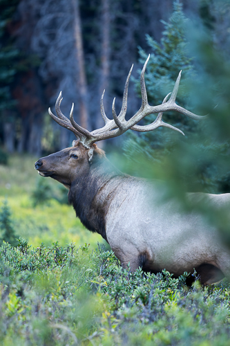 Profile of bull elk in alpine willow marsh Colorado wildlife