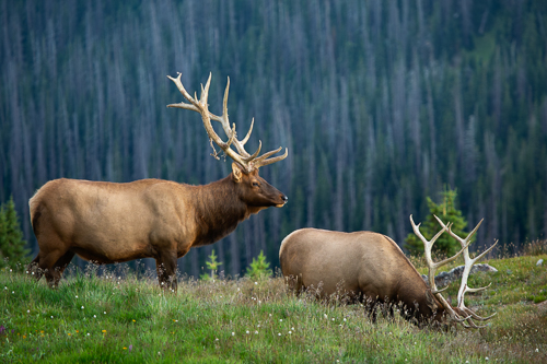 two bull elk in an alpine meadow in the Colorado Rocky Mountains
