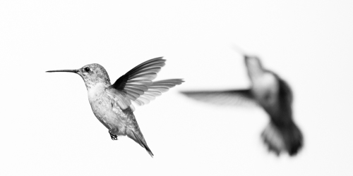Black and white image of two broad-tailed hummingbirds in flight