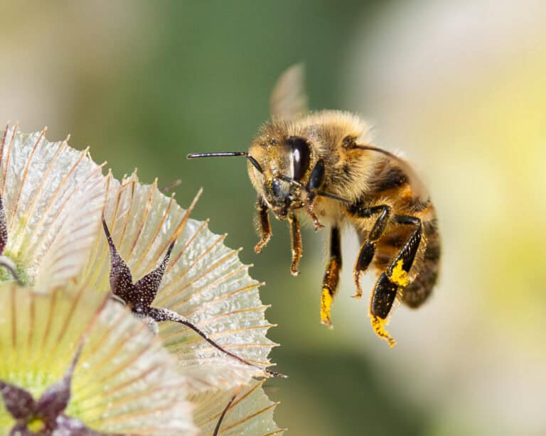 honeybee in flight over flower