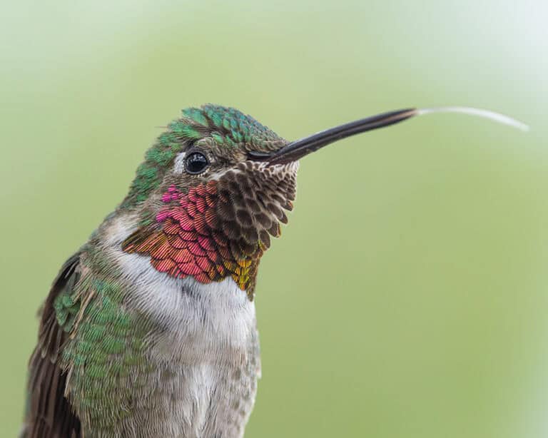 Male broad-tailed hummingbird with flared gorget and tongue sticking out