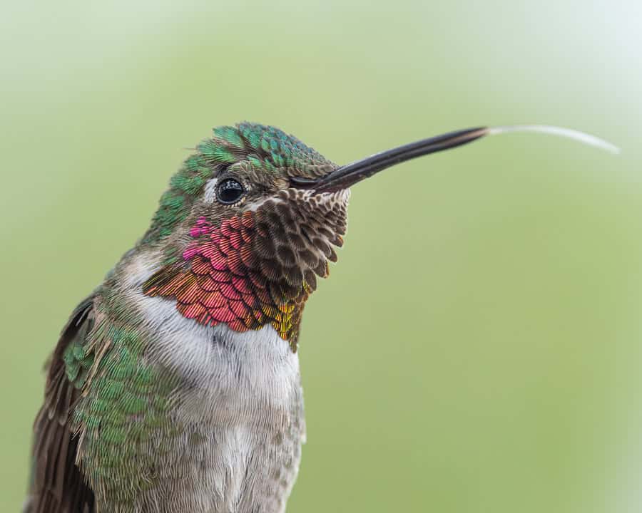 Male broad-tailed hummingbird with flared gorget and tongue sticking out