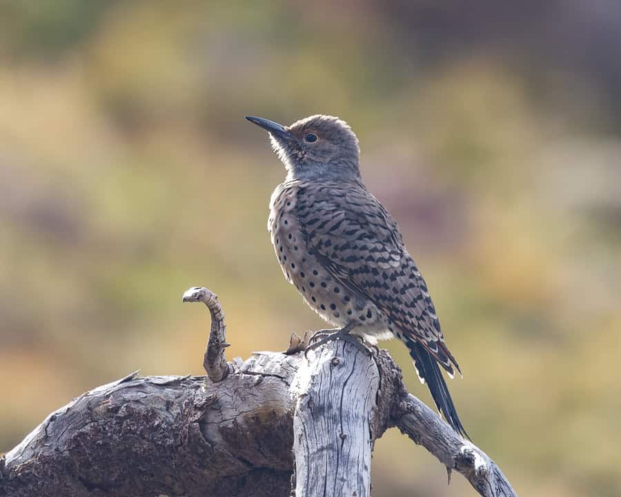 A northern flicker perched atop a twisted pine tree root by James DeWalt Photography
