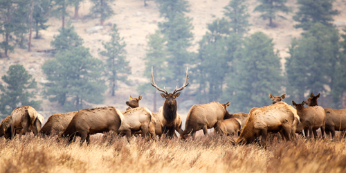 bull elk guarding his harem of cow elk wildlife photography by James DeWalt