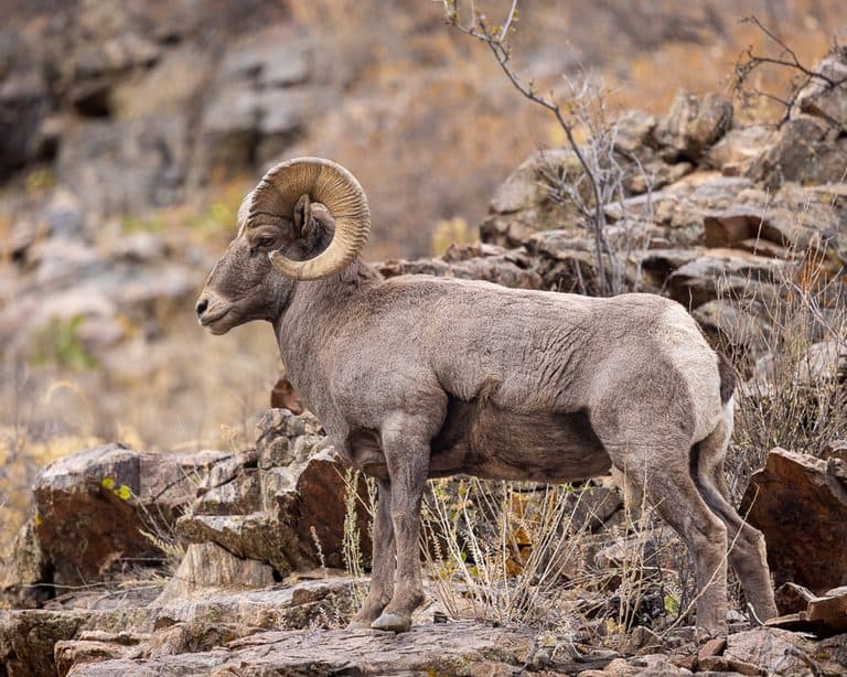 A Bighorn Sheep ram standing on a rocky canyon outcropping in Colorado by James DeWalt