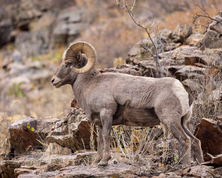 A Bighorn Sheep ram standing on a rocky canyon outcropping in Colorado by James DeWalt