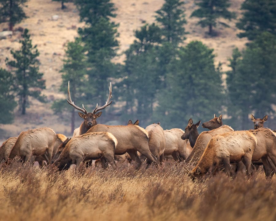 A bull elk with his harem of cows in a Colorado mountain meadow by James DeWalt