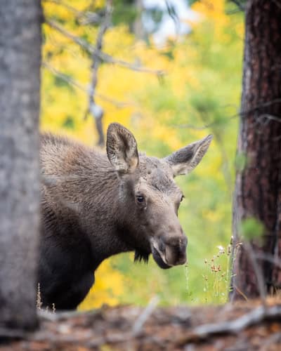 An autumn scene with a baby moose looking at a flower with golden aspens in the background.