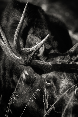 Close-up of a bull moose grazing in black and white